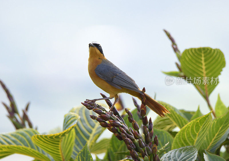 White-browed Robin-Chat